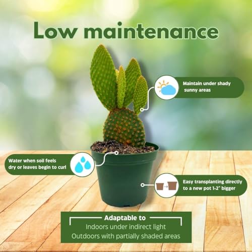 BubbleBlooms Bunny-Ears Prickly-pear Copper Red, 3 inch Pot Opuntia microdasys