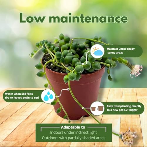 BubbleBlooms String of Pearls, Senecio rowleyanus, 4 inch String of Peas, Beads, Necklace Succulent, String-of-Pearls