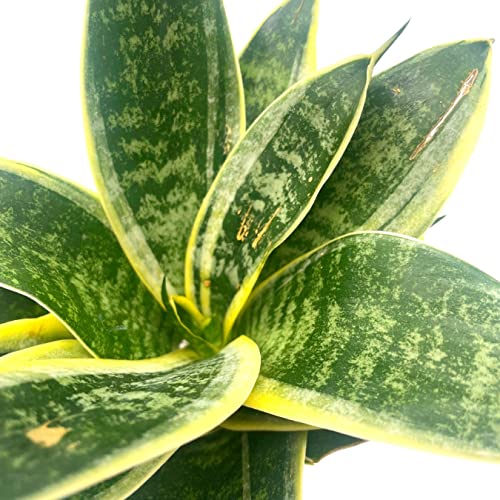 BubbleBlooms Black Gold Snakeplant in a 4 inch Pot Green and Yellow Snake Plant, Variegated Sansevieria trifasciata