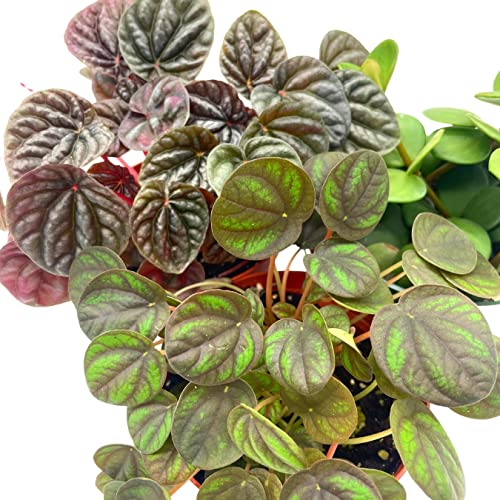 BubbleBlooms Peperomia Assortment Set, 4 inch pots, Set of 3, Watermelon, Marble, Ripple, Rosso, peppermill, Quito, Grower's Choice