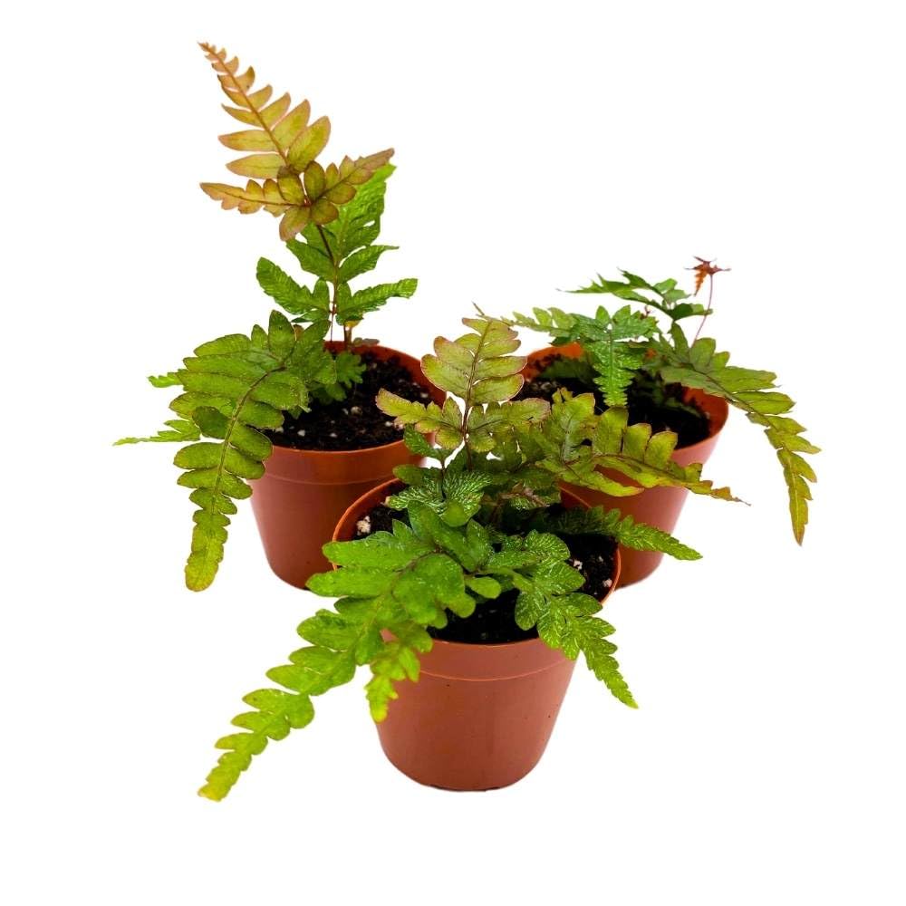 Mahogany Fern 2 inch Set of 3 Didymochlaena truncatula Tiny Mini Pixie Plants