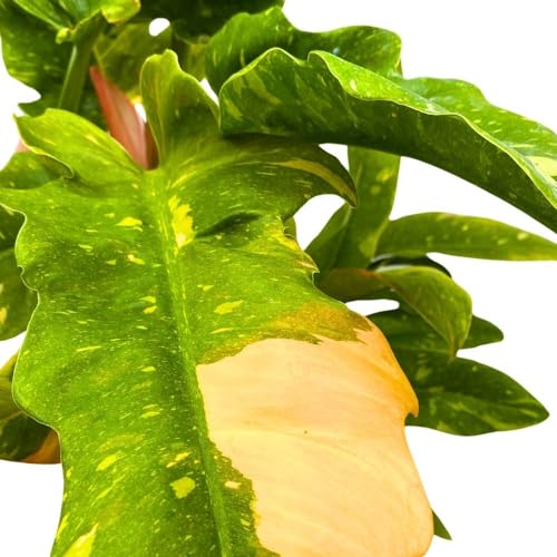 BubbleBlooms Philodendron Ring of Fire 6 inch Henderson's Pride Rare Variegated Philo Indoor Houseplant