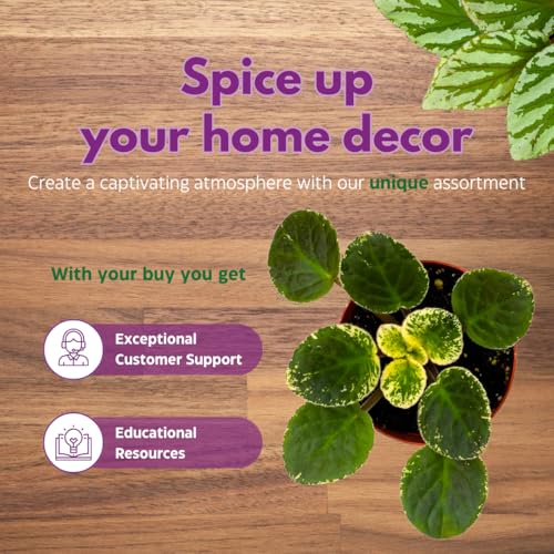 Harmony Foliage African Violet Playful Kisses Variegated 4 inch Pink Flower