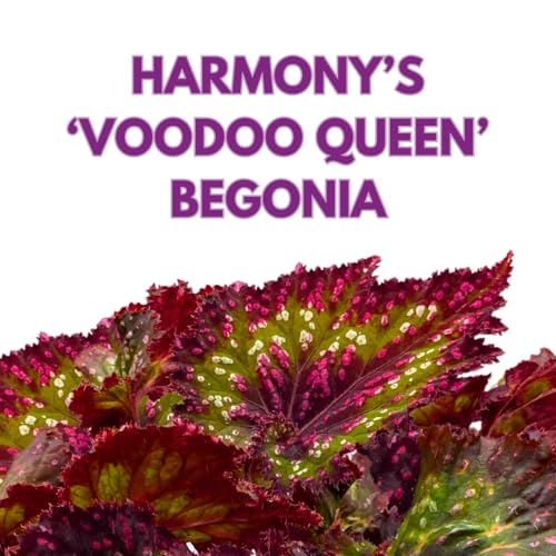 Harmony Foliage Harmony's Voodoo Queen Begonia Rex 4 inch Pink Green White