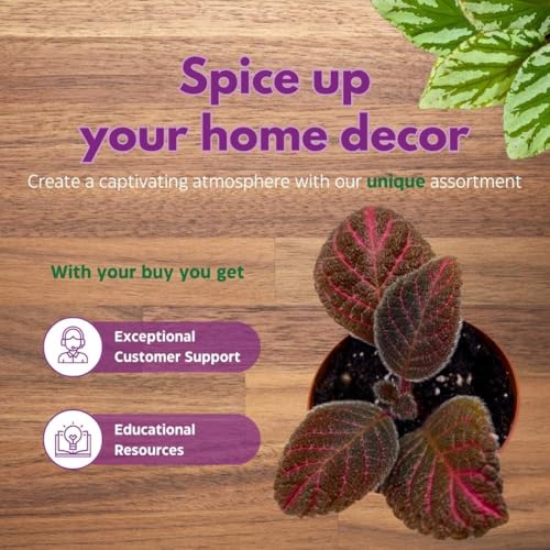 Harmony Foliage Episcia Pink Gator Flame Violet 2 inch