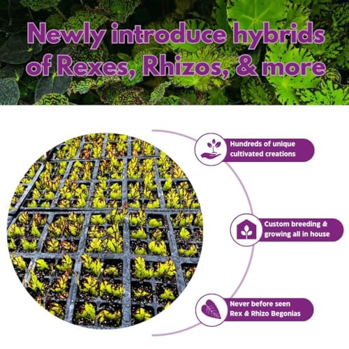 Harmony Foliage African Violet Aca's Pink Delight 4 inch Gesneriad