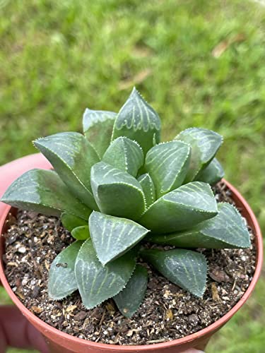 BubbleBlooms Haworthia retusa, African Emeralds, Clear, Very Rare in 3 inch Pot