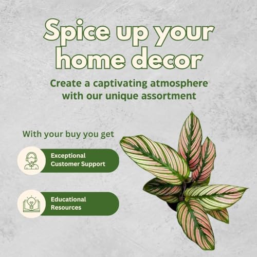 BubbleBlooms Calathea White Star in a 4 inch Pot Goeppertia Majestica Prayer Plant