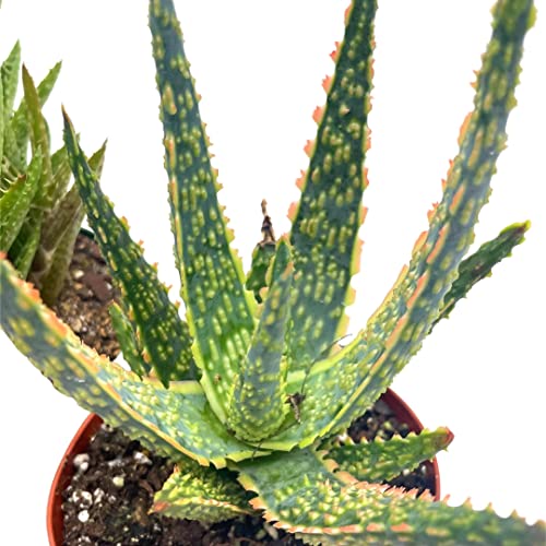 BubbleBlooms Aloe Assortment, Aloe Vera Variety Set of 4 in 4 inch pots, Barbados Cape Plant Gift Asphodelaceae