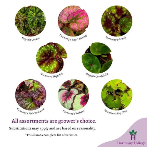 BubbleBlooms Begonia Rex Assortment, in 2 inch pots, Set of 3, Tiny Mini Pixie Plant Begonia Variety Pack