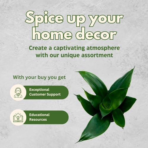 BubbleBlooms Black Hahnii Jade Star Sansevieria Snake Plant in a 4 inch Pot Solid Green