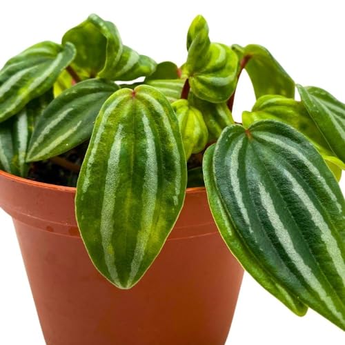 Harmony Foliage Peperomia Mini Watermelon in a 4 inch Pot verschaffeltii Unique Rare Pep