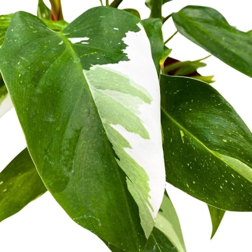 BubbleBlooms Philodendron White Princess 6 inch Rare Variegated Philo Indoor House Plant