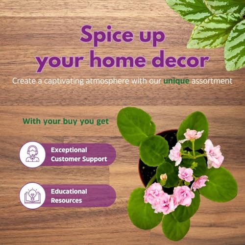 Harmony Foliage African Violet Aca's Pink Delight 4 inch Gesneriad