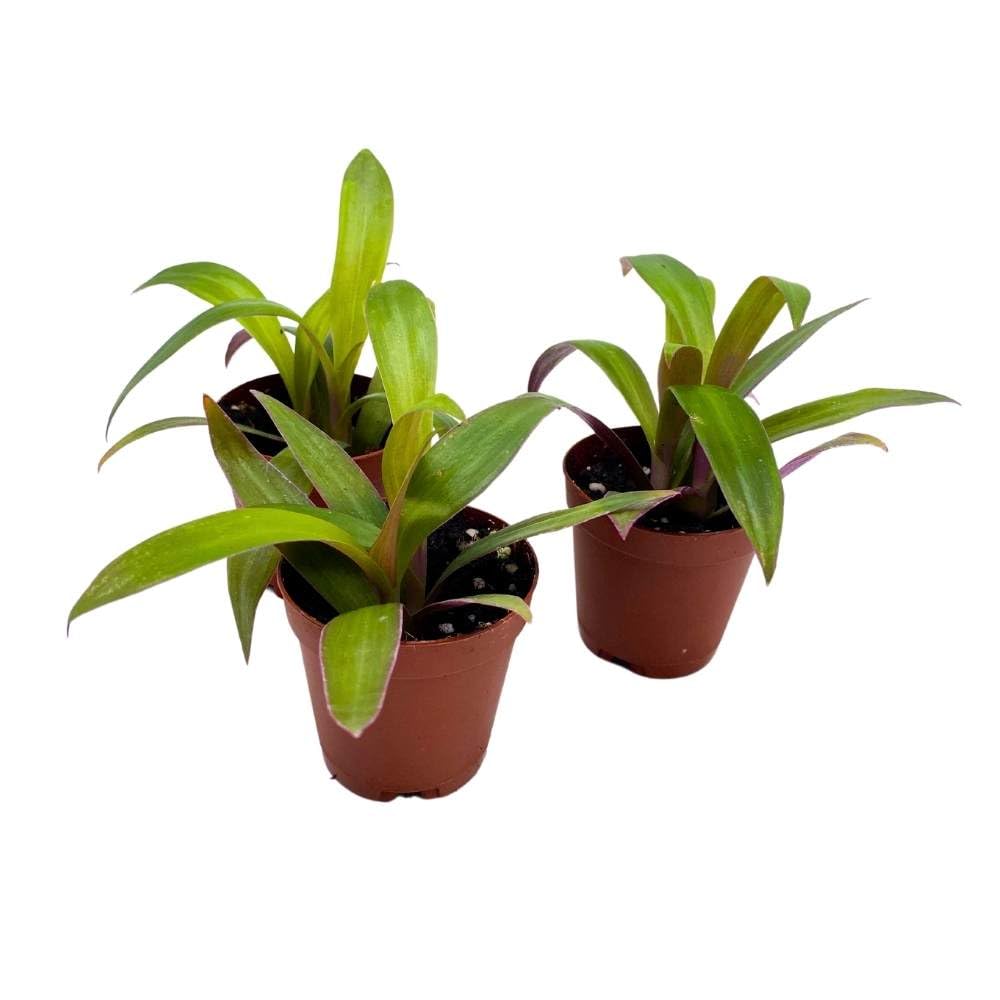 Moses in The Cradle Tradescantia spathacea, 2 inch Set of 3, Boat Lily Tiny Mini Pixie Plant