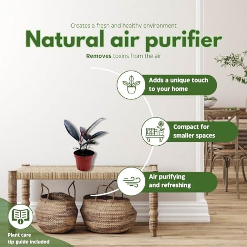 BubbleBlooms Ficus elastica Burgundy, Rubberplant, India Rubber Plant, India Rubber Tree fig in a 4 inch Pot