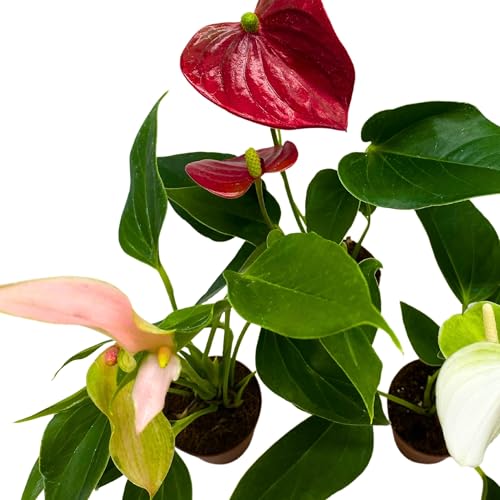 BubbleBlooms Anthurium Assortment 2 inch Set of 3