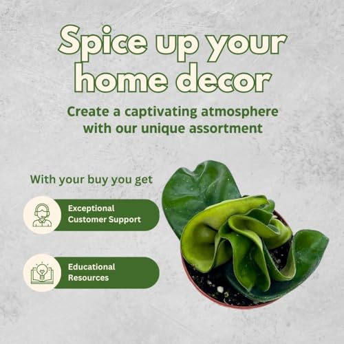 BubbleBlooms Hoya Green Hindu Rope 2 inch Set of 3 Crinkle Wax Plant Porcelain Flower Tiny Mini Pixie Plants