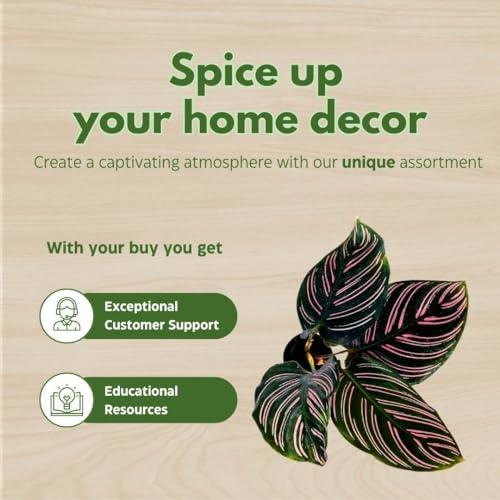 BubbleBlooms Calathea Ornata, Pinstripe in a 4 inch Pot Prayer Plant, Cathedral Plant Pin Stripe