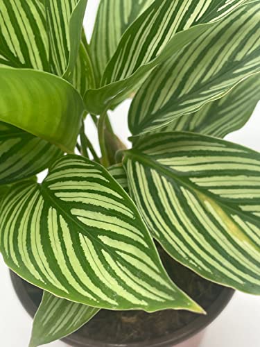 BubbleBlooms Calathea Vittata, in a 4 inch Pot, Zebra Peacock Cathedral Plant