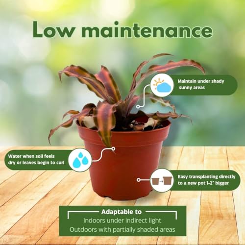 BubbleBlooms Crpyanthus Assortment Earth Star Set of 3 in a 4 inch Pot