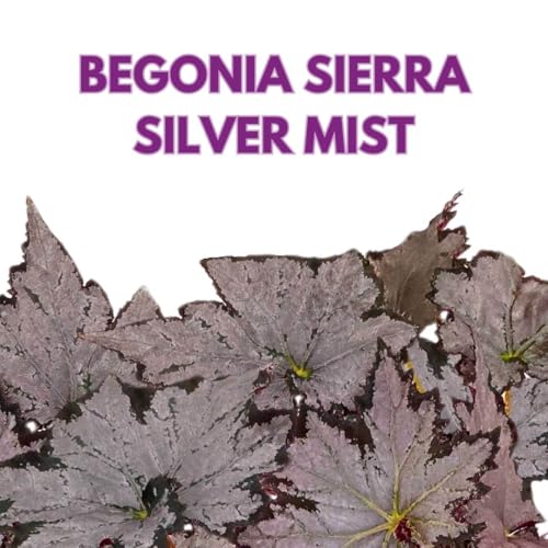 Harmony Foliage Begonia Sierra Silver Mist 4 inch Rhizomatous