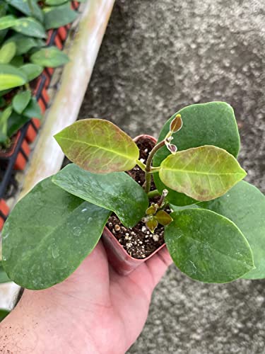 BubbleBlooms Hoya Australis in a 2 inch Pot Samoan waxplant