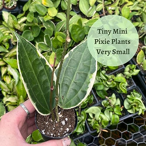 BubbleBlooms Hoya Variety Assortment Plant Set, Premium Set, Variegated Wayetii, Curtisii, Macrophylla, Linearis and More in 2 inch pots