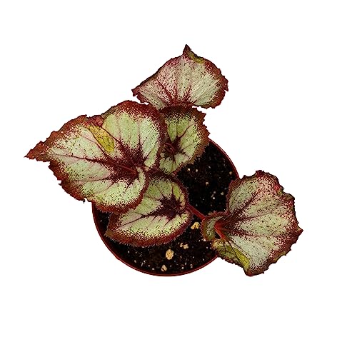 BubbleBlooms Harmony's Vertigo Begonia, Spiral-Leaf Begonia, Begonia Rex in 4 inch Pot, Variegated, Unique Homegrown Exclusive