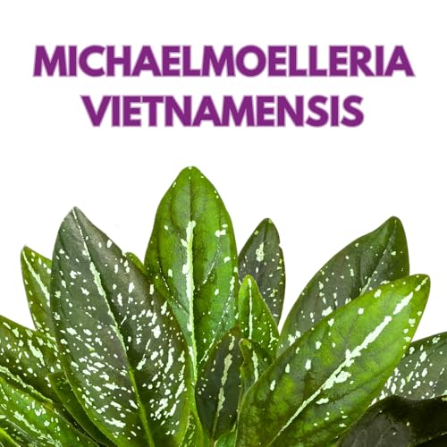 Harmony Foliage Michaelmoelleria vietnamensis Big Mike 6 inch Variegated Gesneria Purple Flower