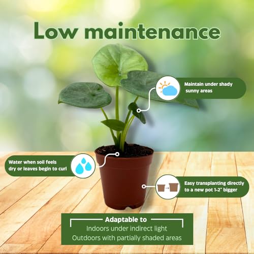 BubbleBlooms Alocasia Lukiwan in a 2 inch Pot Tiny Minie Pixie Plant