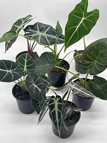 BubbleBlooms Alocasia Assortment Set, 6 Different Alocasias in 4 inch pots Grower's Choice
