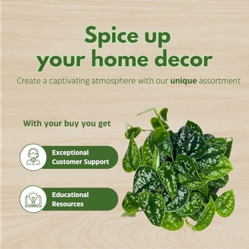 BubbleBlooms Satin Pothos, Scindapsus Pictus, Silver Vine, Silver Cloud, Silk Pothos in 6 inch Pot