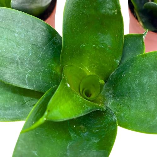 BubbleBlooms Jade Snake Plant 2 inch Set of 3 All Green Dwarf Rosette Sansevieria Tiny Mini Pixie Plants