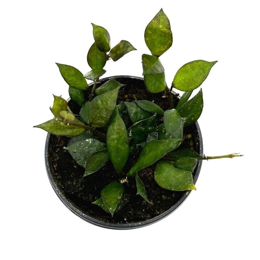 Hoya Krohniana Black, 4 inch Rare Dark Hoya Wax Plant