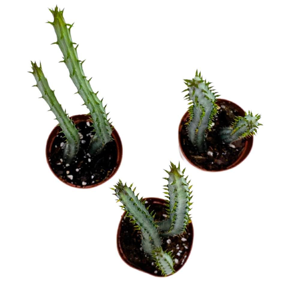 Pickle Plant Pencil Cactus, 2 inch Set of 3, Kleinia stapeliiformis Tiny Mini Pixie Plants