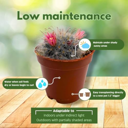 BubbleBlooms Mini Cacti Assortment, 6 Different Cacti in 2 inch pots, Tiny Cactus Set, Grower's Choice