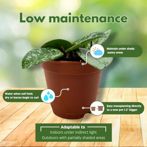 BubbleBlooms Hoya Mathilde Splash 2 inch