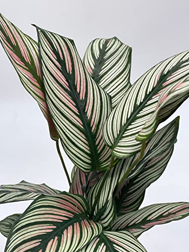 BubbleBlooms Calathea majestica, in a 4 inch Pot, Striped Pyjamas, White Star