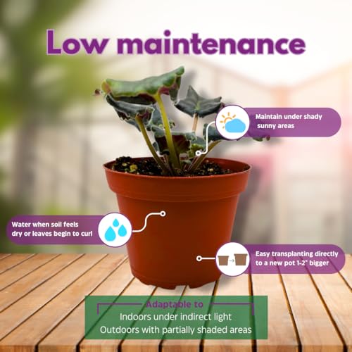 Harmony Foliage African Violet RS Zhabo 4 inch White Ruffle Flower