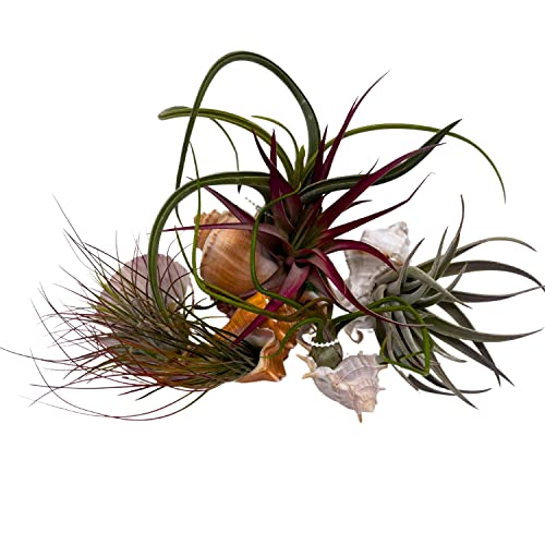 BubbleBlooms Tillandisa Assorment with Nautilus Seashells, Set of 5, Different-Sized airplants Mounted on a Conch