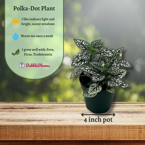 BubbleBlooms White Hypoestes Phyllostachya in a 4 inch Pot Polka Dot Flamingo Plant