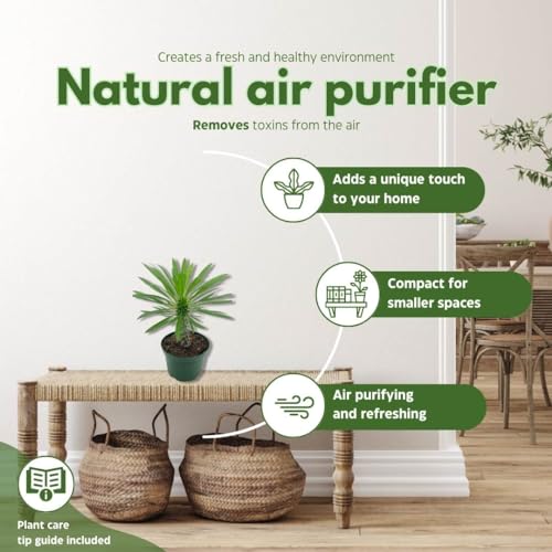 BubbleBlooms Madagascar Palm Pachypodium Geayi, 6 inch