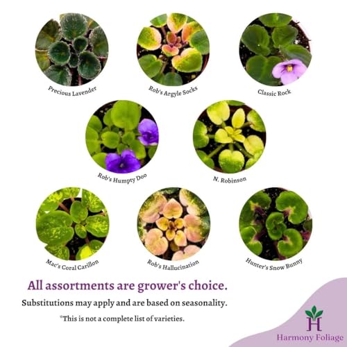 BubbleBlooms Harmony's African Violet Assortment Set, 2 inch pots, 6 Different African Violets Gesneriad Plants, Tiny Mini Pixie Plant Variety