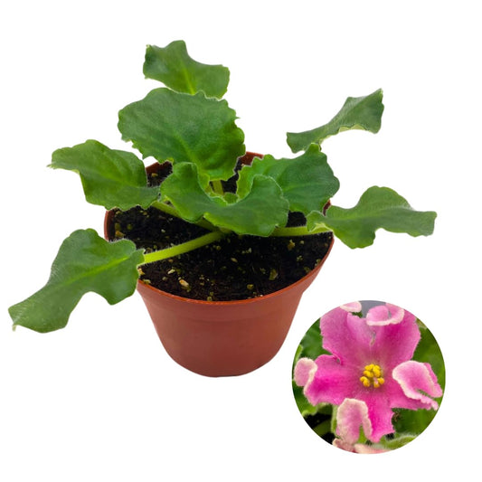 Harmony Foliage African Violet RM Pink Curls 4 inch Pink Flower