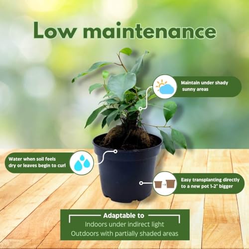 BubbleBlooms Ficus microcarpa Chinese Banyan Bonsai Tree in a 6 inch Pot