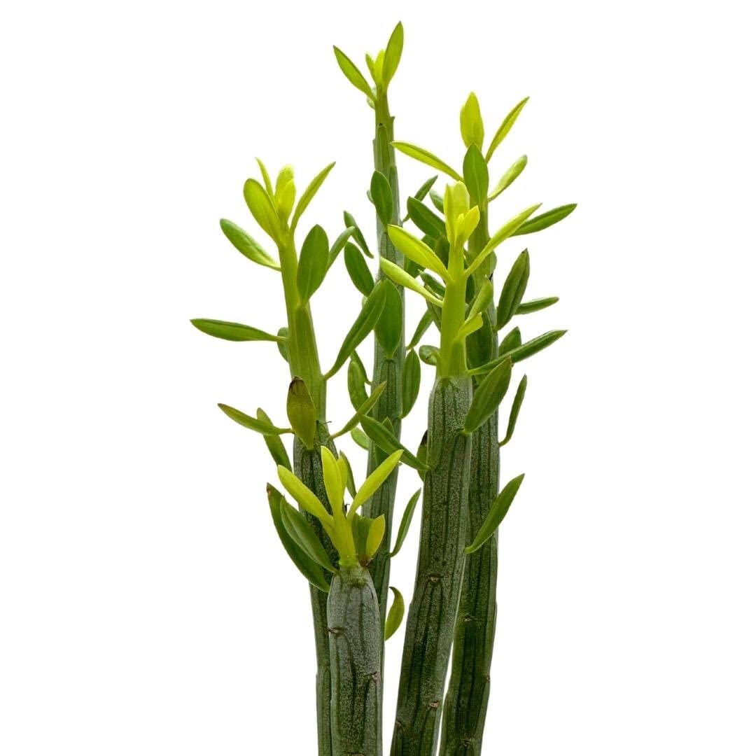 Senecio anteuphorbium, in a 4 Inch Pot, Kleinia anteuphorbium, Swizzle Sticks