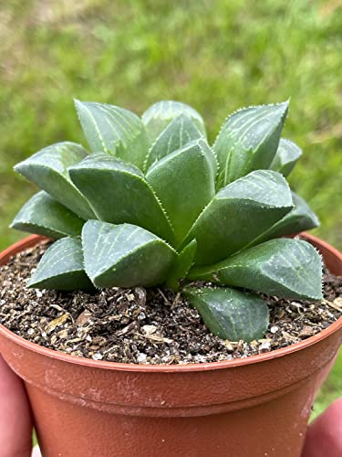 BubbleBlooms Haworthia retusa, African Emeralds, Clear, Very Rare in 3 inch Pot