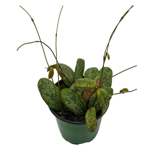 Hoya Sigillatis, 4 inch Wax Plant, Flecked Leaf Hoya, Hoya hasseltii