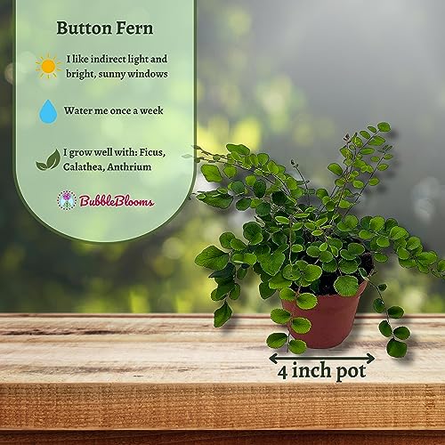 BubbleBlooms Button Fern in a 4 inch Pot Pellaea rotundifolia